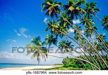 Coconut Trees, West Coast View Large Photo Image Picture - Coconut Trees, West Coast. Fotosearch