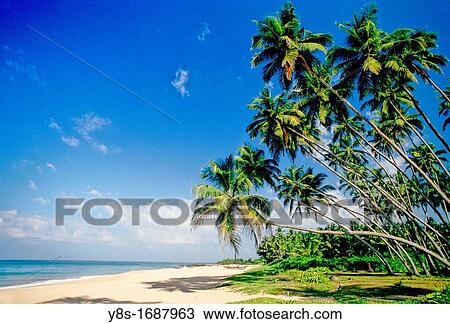 Coconut Trees, West Coast View Large Photo Image Stock Image - Coconut Trees, West Coast. Fotosearch