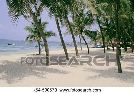 Stock Image - Coconut trees with white sand on Skyscape, Kalpeni Island Lakshadweep Island India.. Fotosearch