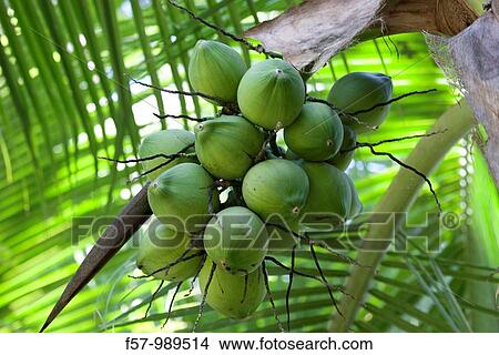 Coconuts in Costa Rica View Large Photo Image Picture - Coconuts in Costa Rica. Fotosearch