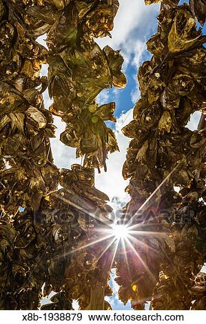 Stock Photo - Cod drying on racks in the fishing town of Reine, Lofoton Islands, Norway. Fotosearch