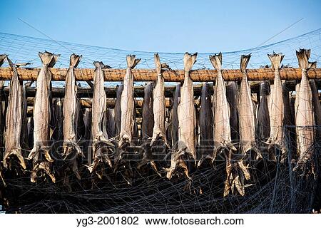 Stock Image - Cod stockfish hanging to dry, Lofoten Islands, Norway.. Fotosearch