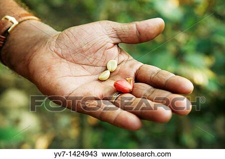 Coffee bean open Periyar's Nature Reserve Thekkady, Kerala, Republic of India, India, Asia View Large Photo Image Stock Image - Coffee bean open Periyar's Nature Reserve Thekkady, Kerala, Republic of India, India, Asia. Fotosearch