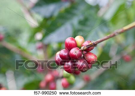 Coffee berries in Costa Rica View Large Photo Image Stock Image - Coffee berries in Costa Rica. Fotosearch