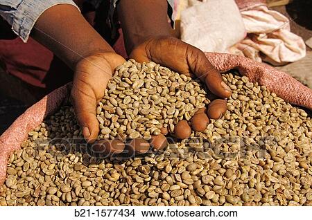 Picture - Coffee marked at Awasa, Ethiopia. Fotosearch