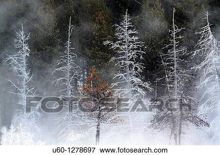 Cold and harsh winter temperatures produce frost on the trees at Yellowstone National Park, Wyoming View Large Photo Image Stock Photo - Cold and harsh winter temperatures produce frost on the trees at Yellowstone National Park, Wyoming. Fotosearch