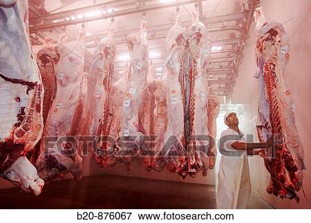 Cold-storage room, slaughterhouse, cattle, Iraeta, Gipuzkoa, Basque Country, Spain View Large Photo Image Stock Photo - Cold-storage room, slaughterhouse, cattle, Iraeta, Gipuzkoa, Basque Country, Spain. Fotosearch