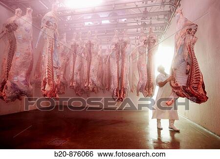 Cold-storage room, slaughterhouse, cattle, Iraeta, Gipuzkoa, Basque Country, Spain View Large Photo Image Stock Photograph - Cold-storage room, slaughterhouse, cattle, Iraeta, Gipuzkoa, Basque Country, Spain. Fotosearch