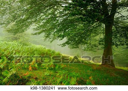 Collado de Zaldegi, GR11 long distance footpath, Baztan Navarra Pyrenees Mountains Spain View Large Photo Image Stock Image - Collado de Zaldegi, GR11 long distance footpath, Baztan Navarra Pyrenees Mountains Spain. Fotosearch