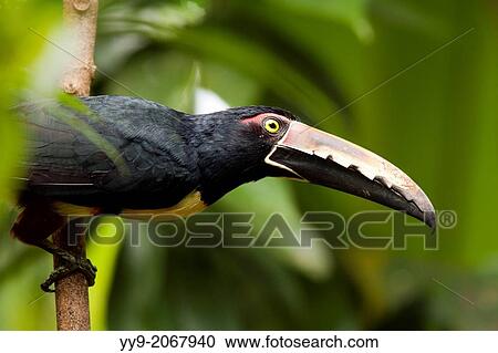 Stock Image - Collared Aracari - Boca Tapada, San Carlos, Costa Rica.. Fotosearch