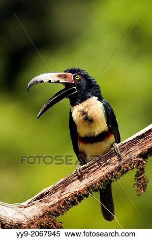 Stock Photography - Collared Aracari - Boca Tapada, San Carlos, Costa Rica.. Fotosearch
