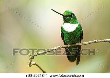 Stock Image - Collared Inca hummingbird San Eusebio Cloud Forest Mrida Venezuela.. Fotosearch
