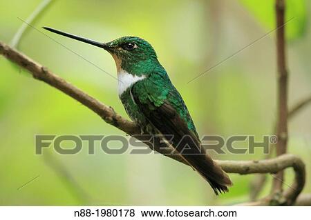 Stock Photo - Collared Inca hummingbird San Eusebio Cloud Forest Mrida Venezuela.. Fotosearch