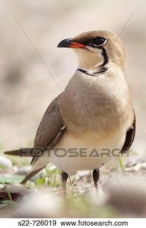 Stock Photo - Collared Pratincole (Glareola pratincola). Fotosearch