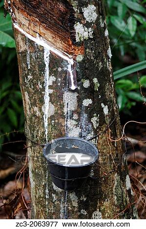 collect of the latex, rubber tree, Pulau Perhentian Kecil, China Sea, near Long Beach, Terengganu, Malaysia. View Large Photo Image Stock Photo - collect of the latex, rubber tree, Pulau Perhentian Kecil, China Sea, near Long Beach, Terengganu, Malaysia.. Fotosearch