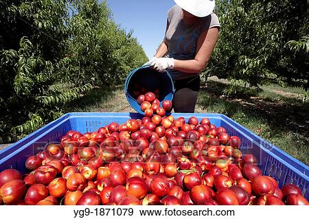 Collecting nectarines from trees LLeida Spain View Large Photo Image Stock Photo - Collecting nectarines from trees LLeida Spain. Fotosearch