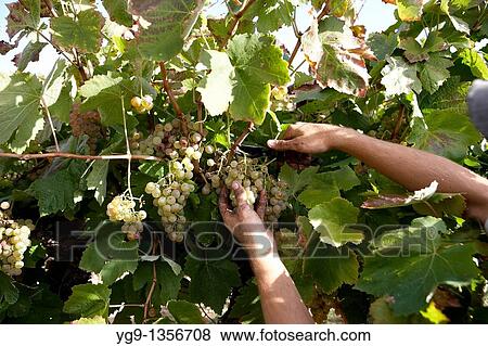 Collecting racemes of grape in a vineyard Raymat LLeida Spain View Large Photo Image Stock Photo - Collecting racemes of grape in a vineyard Raymat LLeida Spain. Fotosearch