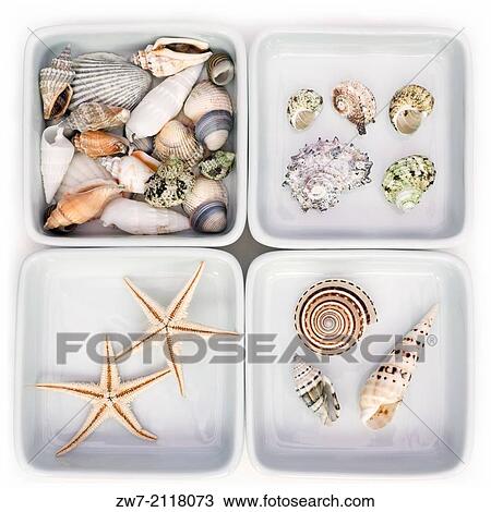 Stock Image - Collection of sea shells in white ceramic dishes.. Fotosearch