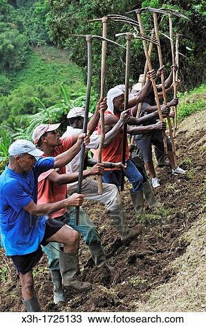 collective plowing Lasso-te in Creole language, Fonds-Saint-Denis, Martinique, french island overseas region and department in the Lesser Antilles in the eastern Caribbean Sea, Atlantic Ocean View Large Photo Image Stock Image - collective plowing Lasso-te in Creole language, Fonds-Saint-Denis, Martinique, french island overseas region and department in the Lesser Antilles in the eastern Caribbean Sea, Atlantic Ocean. Fotosearch