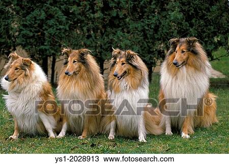 Stock Image - Collie Dog sitting on lawn.. Fotosearch