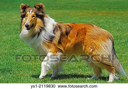 Stock Image - Collie Dog standing on Lawn.. Fotosearch