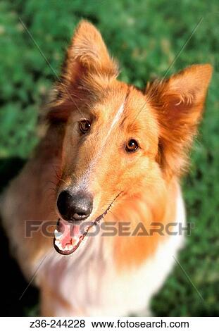Collie dog View Large Photo Image Stock Photo - Collie dog. Fotosearch