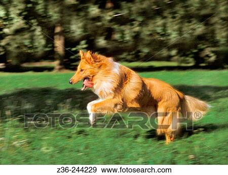 Collie dog View Large Photo Image Stock Photo - Collie dog. Fotosearch