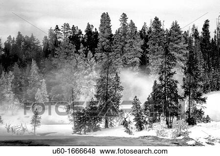 Colod mornings produce frosted trees near geyser basins at Yellowstone National Park, Wyoming View Large Photo Image Stock Photo - Colod mornings produce frosted trees near geyser basins at Yellowstone National Park, Wyoming. Fotosearch