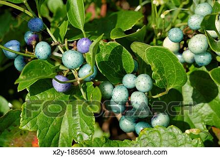 Picture - Colofrful wild Porcelain-berries, Ampelopsis brevipedunculata, Massachusetts, USA. Fotosearch