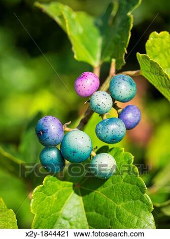 Colofrful wild Porcelain-berries, Ampelopsis brevipedunculata, Massachusetts, USA View Large Photo Image Stock Image - Colofrful wild Porcelain-berries, Ampelopsis brevipedunculata, Massachusetts, USA. Fotosearch