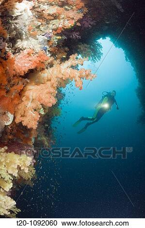 Stock Image - Coloful Corals in Grotto, Raja Ampat, West Papua, Indonesia. Fotosearch