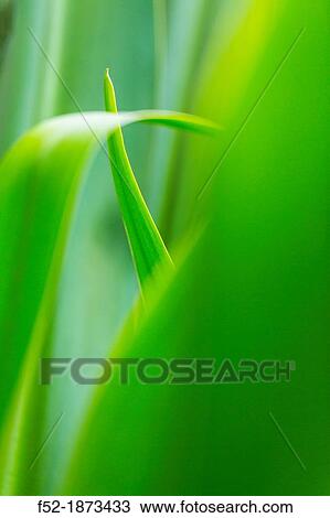 Colon Island, Bocas del Toro Archipelago, Bocas del Toro Province, Panama, Central America, America View Large Photo Image Stock Image - Colon Island, Bocas del Toro Archipelago, Bocas del Toro Province, Panama, Central America, America. Fotosearch