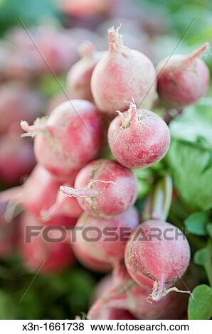 Colonial Williamsburg Farmers Market View Large Photo Image Stock Photo - Colonial Williamsburg Farmers Market. Fotosearch