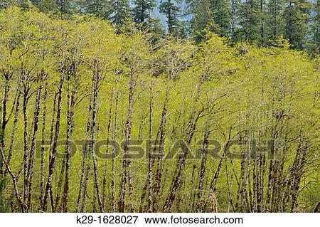 Colony of Red alder Alnus rubra along Hoh River in springtime, Olympic NP Hoh Rainforest, Washington, USA View Large Photo Image Stock Photo - Colony of Red alder Alnus rubra along Hoh River in springtime, Olympic NP Hoh Rainforest, Washington, USA. Fotosearch