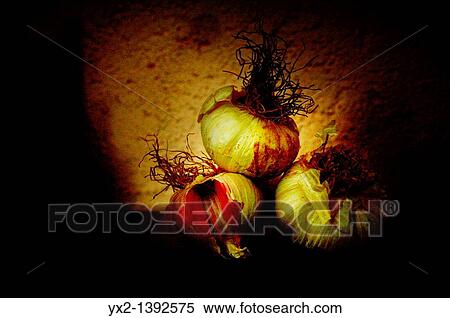 Color tavern heads of garlic View Large Photo Image Stock Photography - Color tavern heads of garlic. Fotosearch