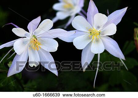 Colorado Columbine in full bloom at Cedar Breaks National Monument in Utah View Large Photo Image Stock Photo - Colorado Columbine in full bloom at Cedar Breaks National Monument in Utah. Fotosearch