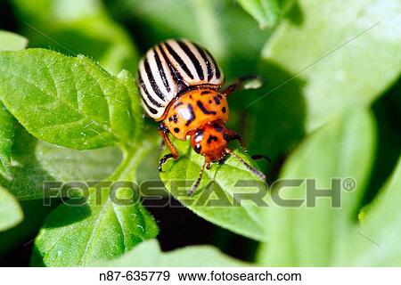 Stock Photo - Colorado Potato Beetle (Leptinotarsa decemlineata). Fotosearch