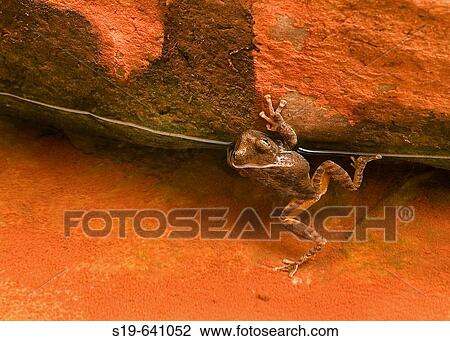 Stock Image - Colorado River. Grand Canyon National Park, Arizona. USA.. Fotosearch