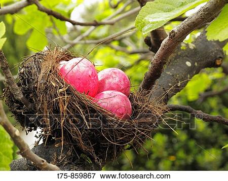 Stock Photo - Colored Easter eggs on nest. Fotosearch