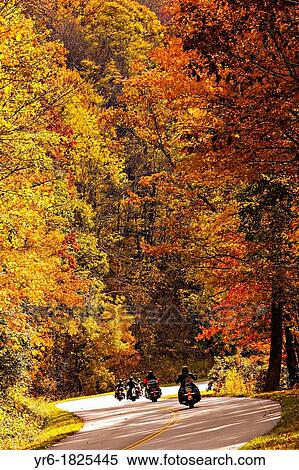 stock image of colorful autumn foliage as leaves change colors along