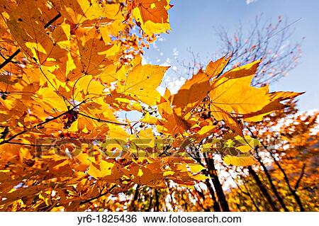 Colorful autumn foliage as leaves change colors along the Blue Ridge National Park near Asheville, North Carolina View Large Photo Image Stock Photograph - Colorful autumn foliage as leaves change colors along the Blue Ridge National Park near Asheville, North Carolina. Fotosearch