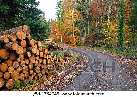 Colorful autumn forest and fallen trees ready for processing for wood, symbol of autumn, Fribourg canton, Switzerland View Large Photo Image Stock Photography - Colorful autumn forest and fallen trees ready for processing for wood, symbol of autumn, Fribourg canton, Switzerland. Fotosearch