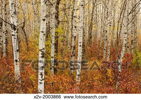 Stock Photograph - Colorful birch forest with light early morning fog.. Fotosearch