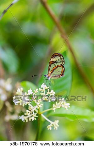 Colorful butterfly within Iguaz Falls National Park, Misiones, Argentina, South America. View Large Photo Image Stock Photo - Colorful butterfly within Iguaz Falls National Park, Misiones, Argentina, South America.. Fotosearch
