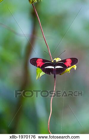 Colorful butterfly within Iguaz Falls National Park, Misiones, Argentina, South America. View Large Photo Image Stock Photograph - Colorful butterfly within Iguaz Falls National Park, Misiones, Argentina, South America.. Fotosearch