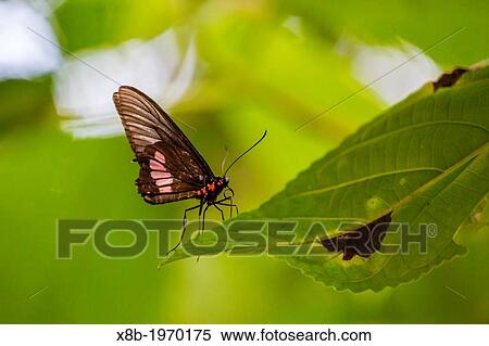 Colorful butterfly within Iguaz Falls National Park, Misiones, Argentina, South America. View Large Photo Image Stock Photography - Colorful butterfly within Iguaz Falls National Park, Misiones, Argentina, South America.. Fotosearch