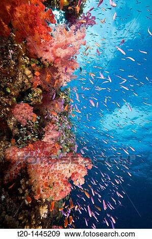 Colorful Coral Reef, Makogai, Lomaviti, Fiji View Large Photo Image Stock Photo - Colorful Coral Reef, Makogai, Lomaviti, Fiji. Fotosearch
