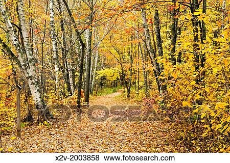 Stock Photo - Colorful fall foliage along trail through Banning State Park.. Fotosearch