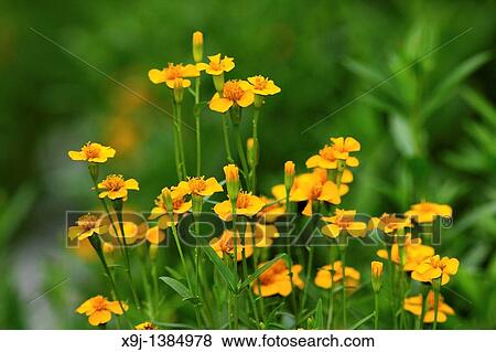 Colorful flowers at Borneo Highlands Resorts, Kuching, Sarawak, Malaysia View Large Photo Image Stock Photo - Colorful flowers at Borneo Highlands Resorts, Kuching, Sarawak, Malaysia. Fotosearch