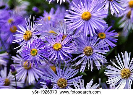 Colorful flowers in London, England View Large Photo Image Stock Image - Colorful flowers in London, England. Fotosearch